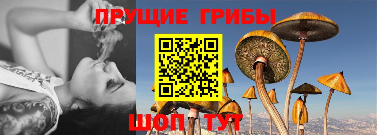 Галлюциногенные грибы Psilocybine cubensis Казань